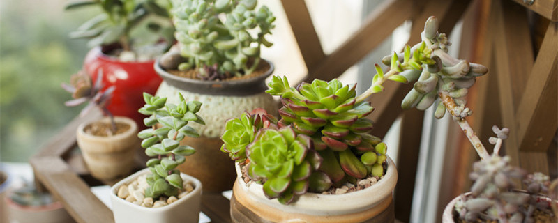 玉树怎么养 玉树怎么养才能长得快