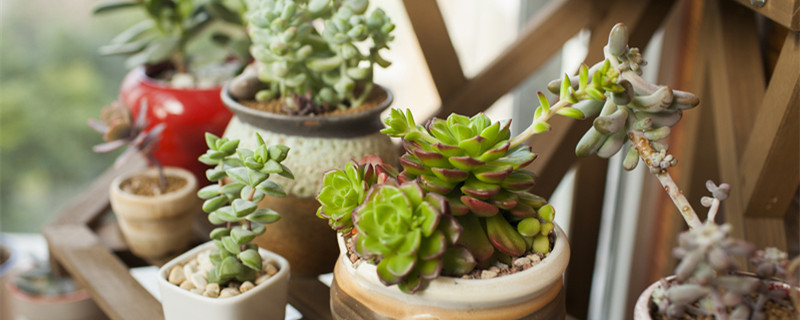 多肉法师耐高温多少度（多肉法师耐高温吗）