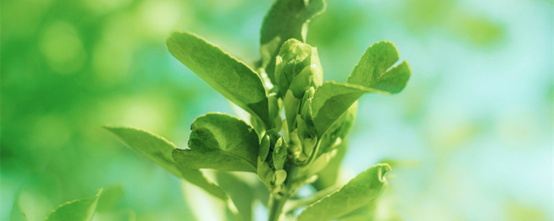 冬青树苗如何栽种 冬青树怎么移栽