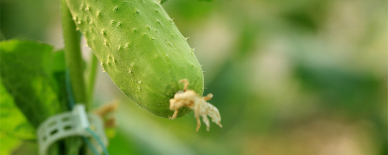 黄瓜移栽后几天浇缓苗水（黄瓜移栽后几天缓苗?）