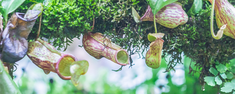 猪笼草有毒吗 猪笼草有毒吗,能摸吗