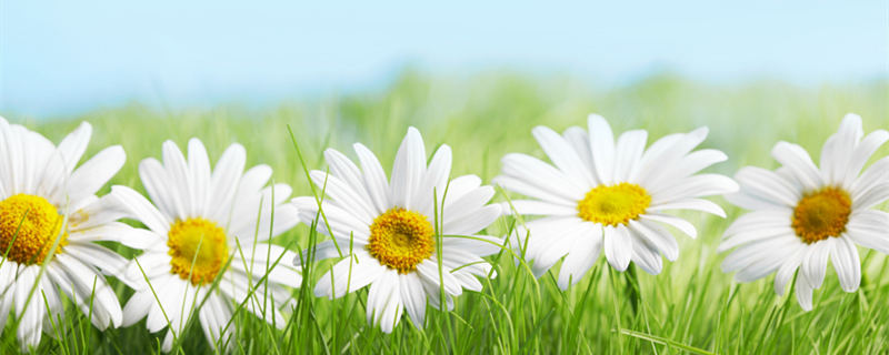 意大利国花是什么花 意大利的花有哪些