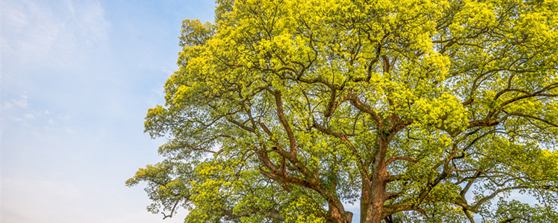 香樟树的外形特征 香樟树的外形特征简介