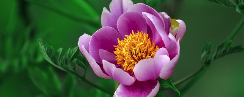 牡丹花期是几月份 牡丹花开花是几月份