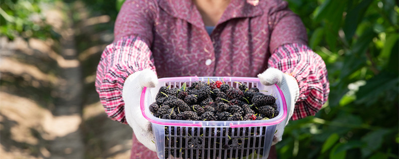 长果桑葚树的种植方法 桑葚树如何种植