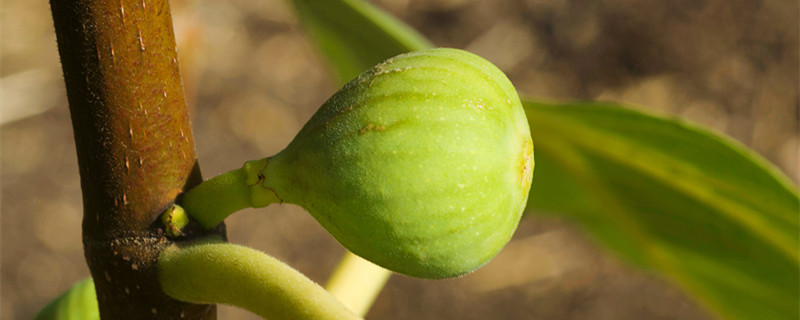 无花果树的栽培与管理（无花果树的栽培与管理 无花果树苗价格）