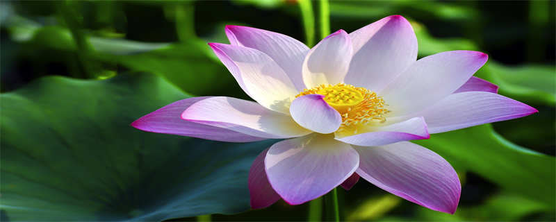 姜荷花的种植方法 姜荷花的种植方法和注意事盆栽