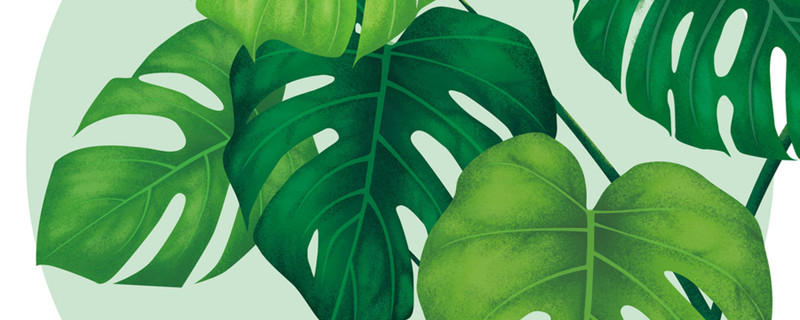 龟背竹的养殖方法和注意事项 水培龟背竹的养殖方法和注意事项