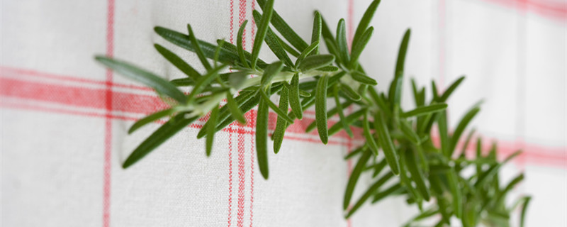 迷迭香在中国叫什么(迷迭香在中国叫什么作用)