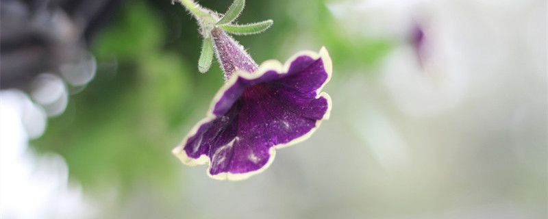 野生牵牛花用什么除草剂 牵牛花除草的好办法