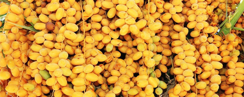 枣椰树生长的自然条件是什么（椰枣树的生长特点）