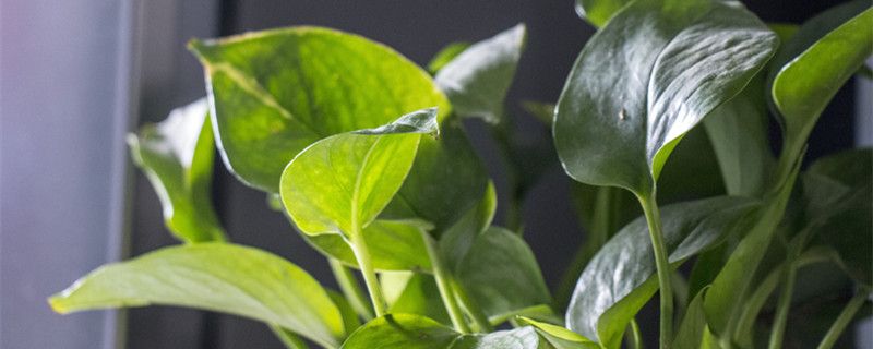 卧室放什么花好 卧室放什么花好 风水