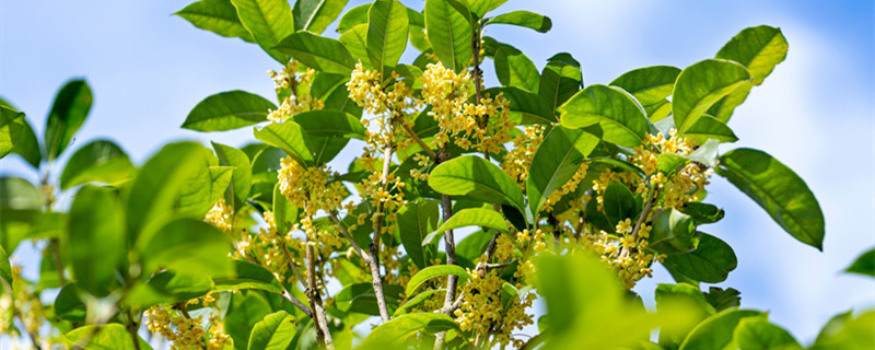 桂花什么季节开花 桂花什么季节开花花是什么季节开的