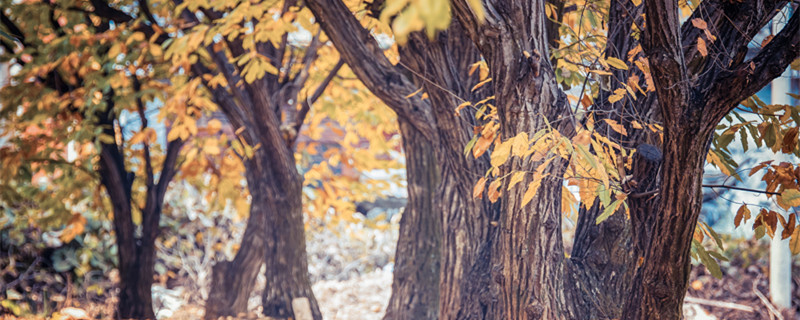 夏季杏树嫁接方法 秋季嫁接杏树怎么个嫁接法