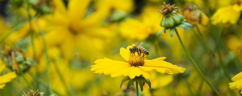 金鸡菊的养护方法(迷你金鸡菊的养护及管理)