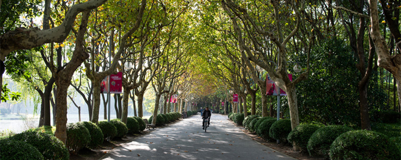 中国梧桐果实能吃吗 中国梧桐的果实可以吃吗