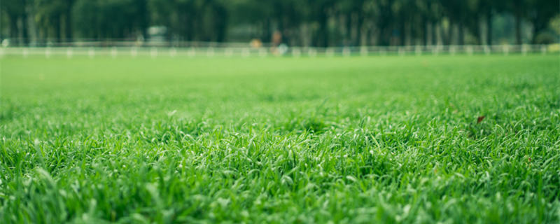 蓝羊茅怎么养(蓝羊茅怎么养护)