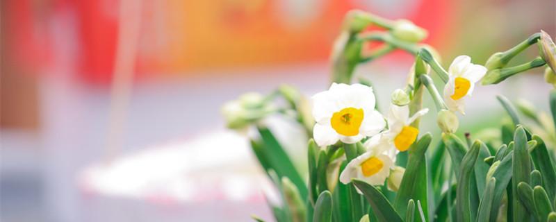 水仙开花后怎么处理（水仙开花后怎么处理视频）