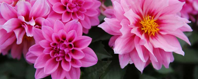 大丽花的养殖方法有哪些（大丽花的栽培管理和繁殖方法）