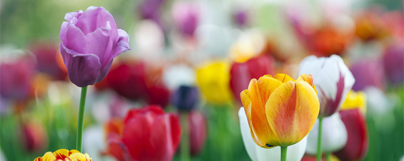 郁金香种球4月份可以种吗（郁金香种球什么时候种）