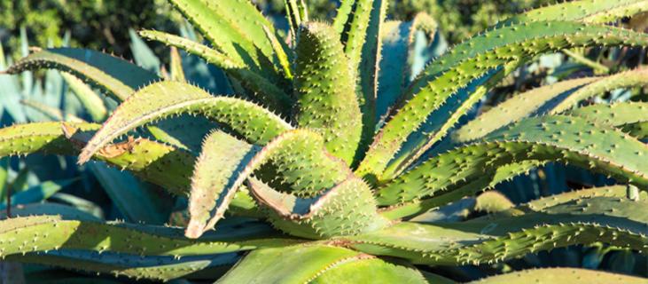 芦荟的养殖方法 芦荟的养殖方法和注意事项