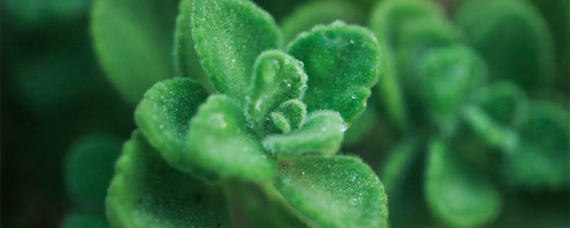 碰碰香有毒吗 碰碰香有毒吗 应该怎么养的