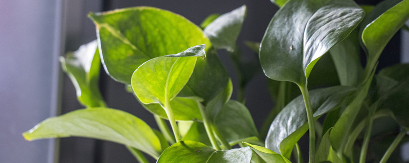 绿萝叶子滴水的原因是什么 绿萝叶片滴水什么原因