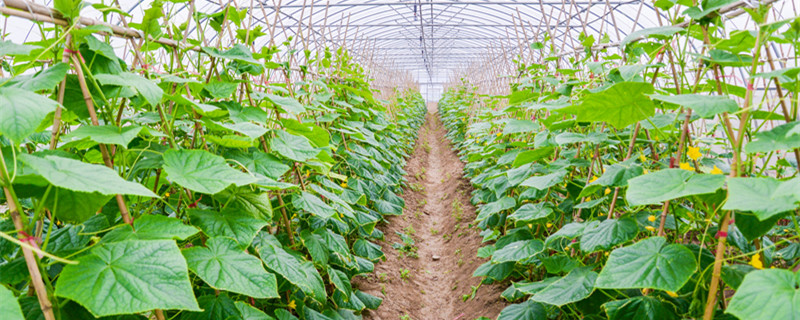 黄瓜不长藤是什么原因（黄瓜只长藤不结果怎么办）