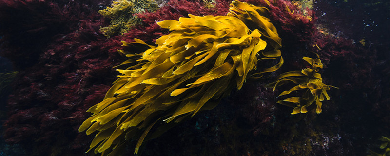 海里的植物有哪些常见植物（海里的植物有哪些常见植物图片）