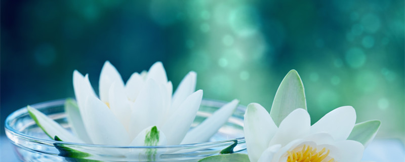 什么是睡莲（埃及国花为什么是睡莲）