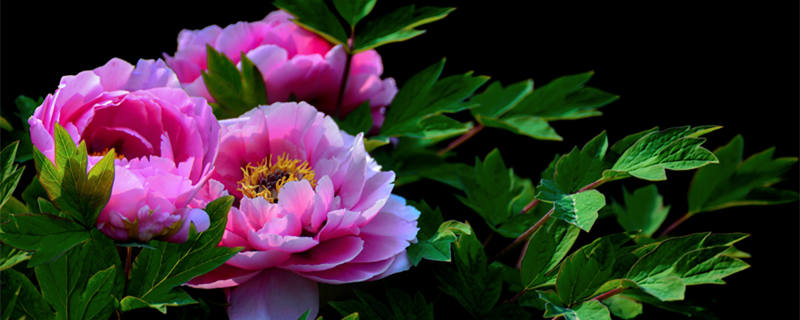 牡丹的寓意和象征意义是什么 牡丹的意义象征是什么?