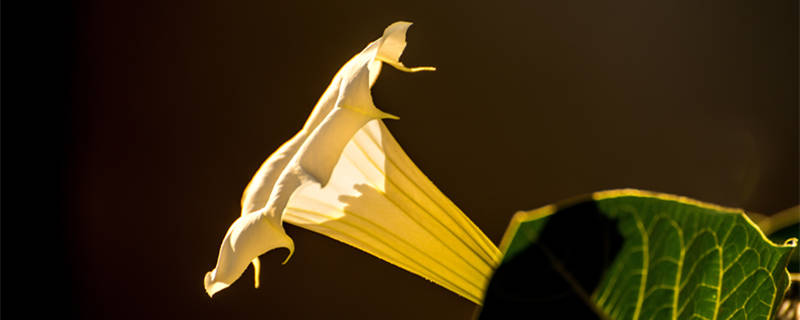 夕颜花的花语和寓意（夕颜是什么花的花语）
