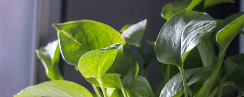 室内绿植有哪些（室内绿化植物品种大全）