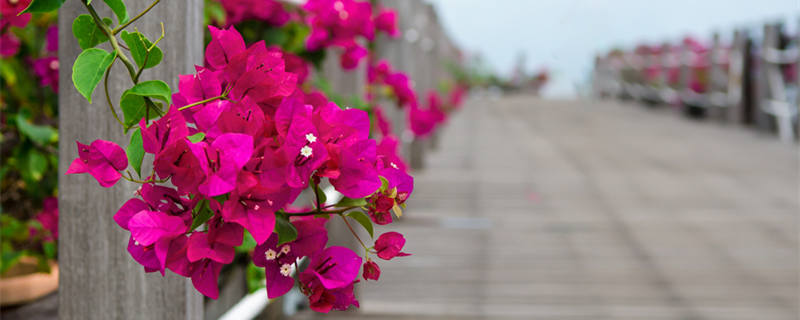 三角梅用什么肥料好（种三角梅用什么肥料好）