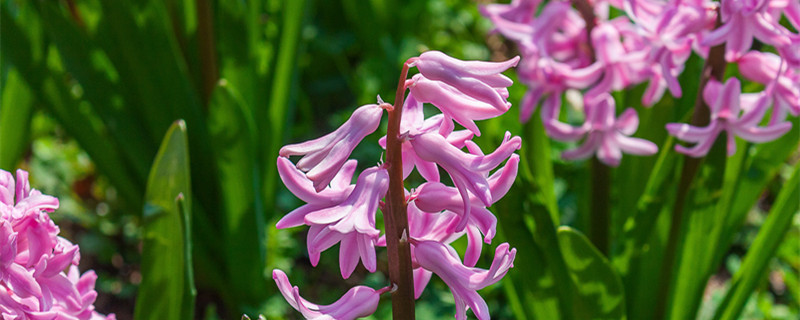 风信子的花语（白色风信子的花语）