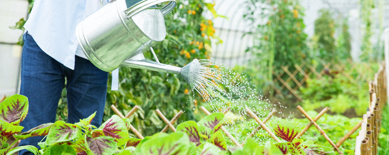 复合肥烧根后还能正常生长吗（复合肥用多了植物烧根需要几天）