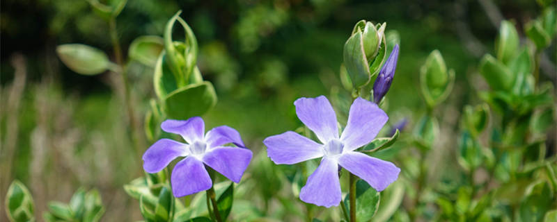 长春花花语（长春花花语象征与寓意）