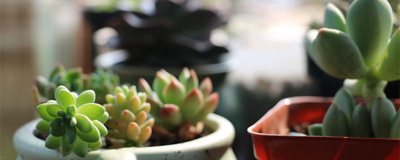 多肉植物黄丽怎么养 如何养黄丽多肉