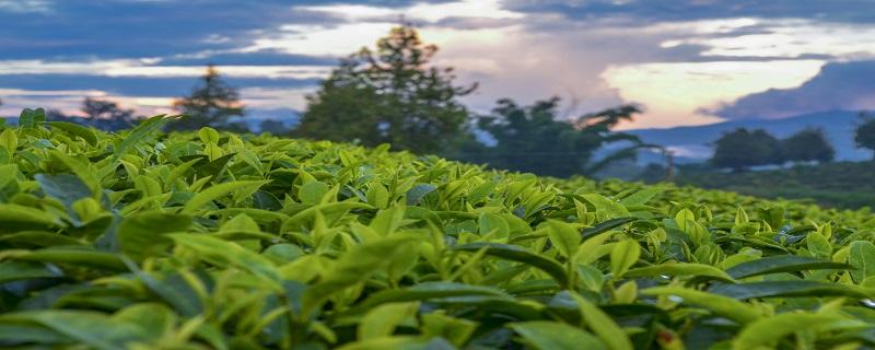 茶的品种 茶的品种有哪些