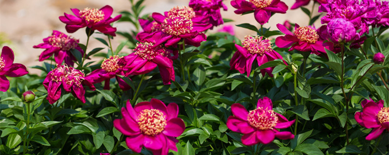 芍药如何养（芍药如何养才能开花）