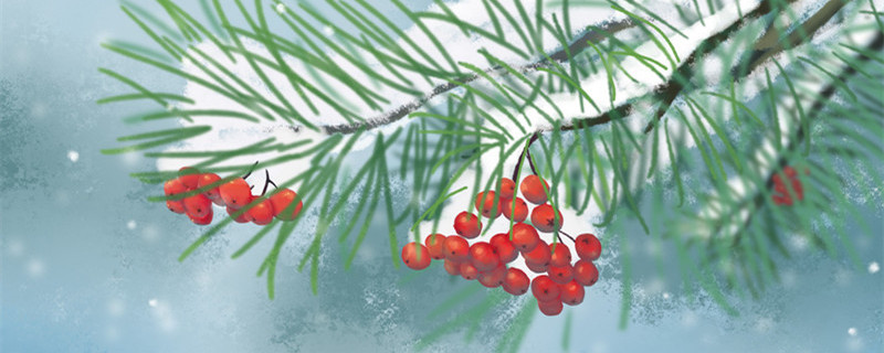 红豆杉移栽后注意事项 冬季移栽红豆杉要点