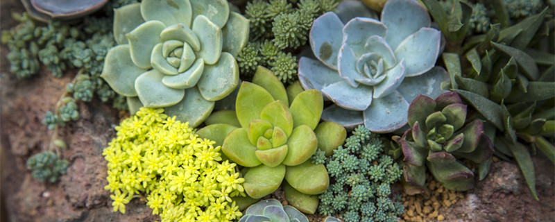 养多肉植物注意事项（多肉植物养护注意事项）