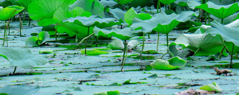 水草种子为什么有粘液（水草种子出现粘液）