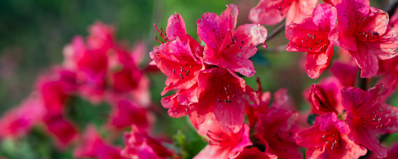 探病送什么花（去医院探病送什么花）