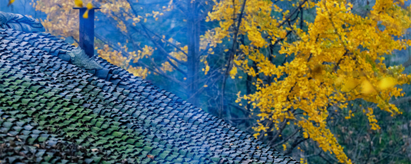 银杏是什么植物 银杏是什么植物裸子还是被子