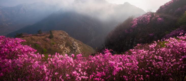 杜鹃花的养殖方法和注意事项（杜鹃花的养殖方法和注意事项 地栽）