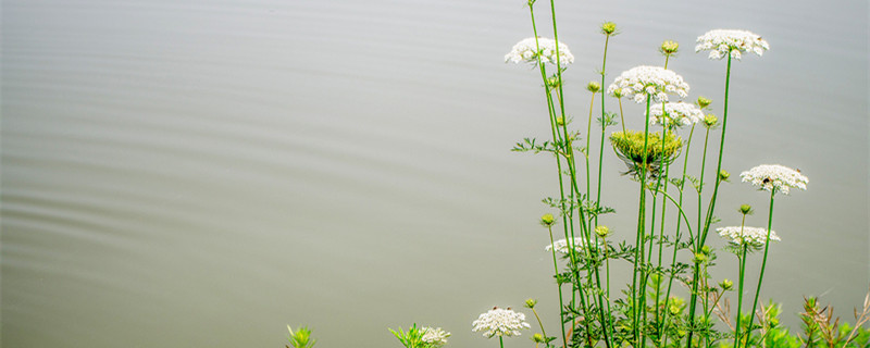 白芷种植技术 白芷种植技术视频