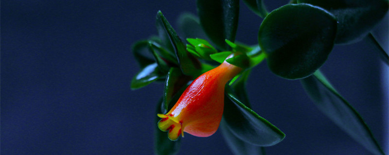 金鱼草的养殖方法（金鱼草的养殖方法和注意事项长寿花摘心）