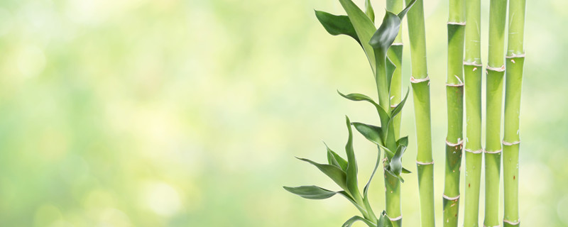 富贵竹越长越高代表什么（富贵竹是越长越高吗）