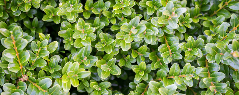 幸福树叶子一碰就掉,叶子发干怎么办 幸福树叶子一碰就掉,叶子发干怎么办冬天